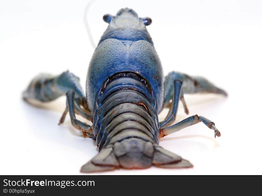 Blue crayfish