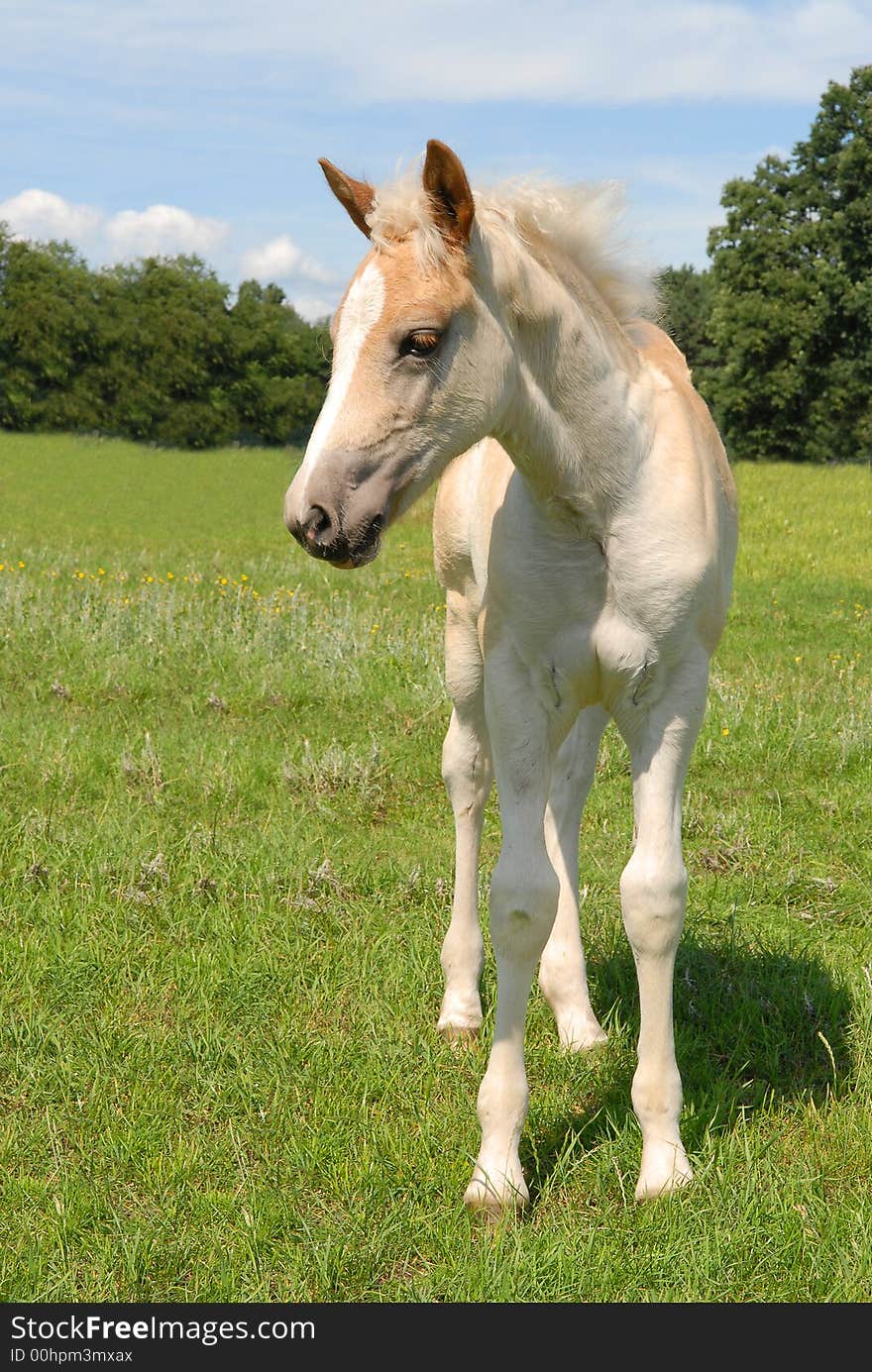 Haflinger filly in a green meadow in summer