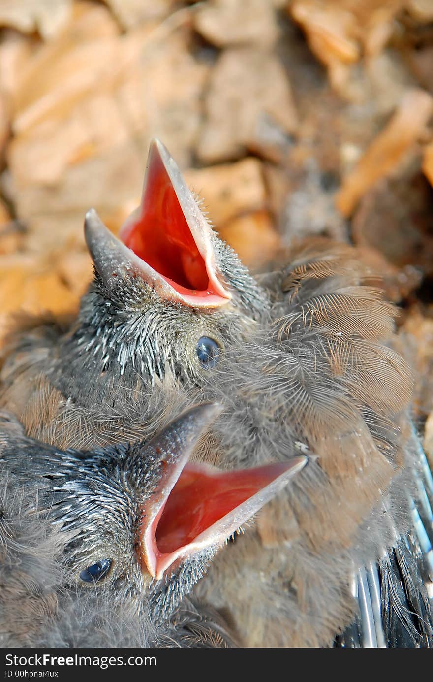 Two baby magpie birds left alone by mummie. Two baby magpie birds left alone by mummie