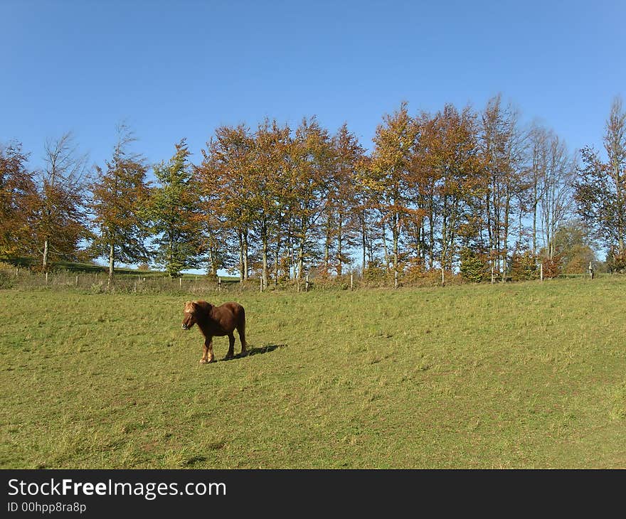 Brrown horse standing on a meadow. Brrown horse standing on a meadow