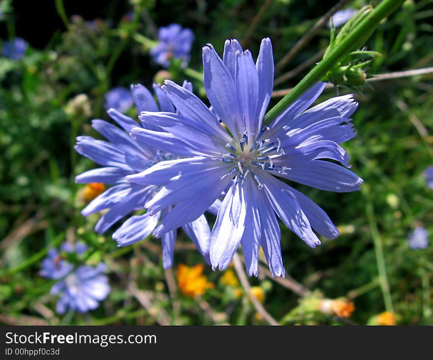 Flowers