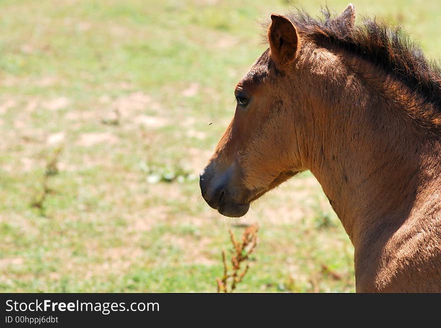 Young horse carefully watching back. Young horse carefully watching back