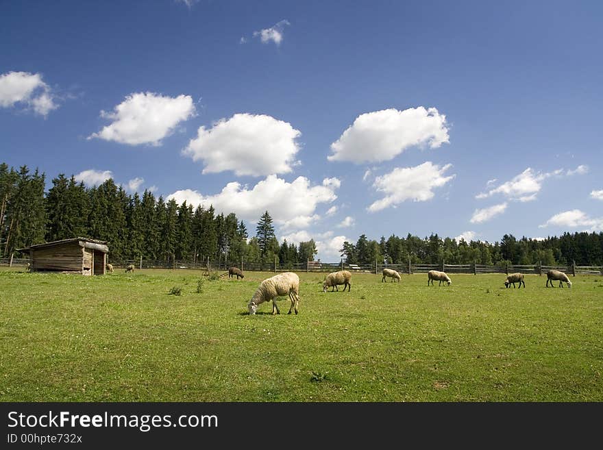 Sheep grazing on green land. Sheep grazing on green land