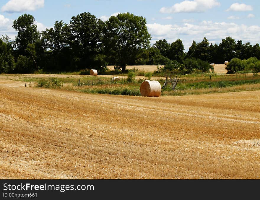 Wheat Field Harvest