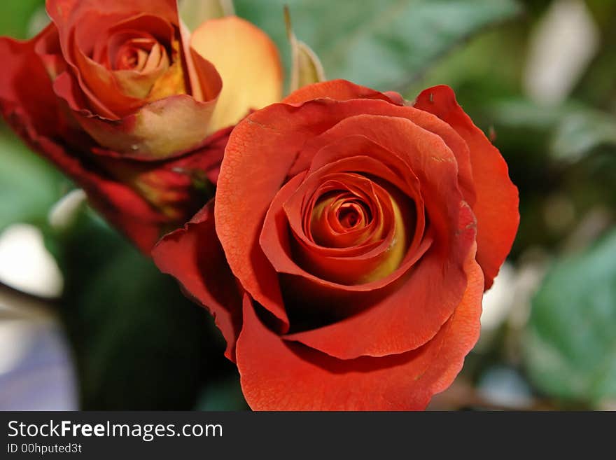 Beautiful red and yellow hybrid roses.