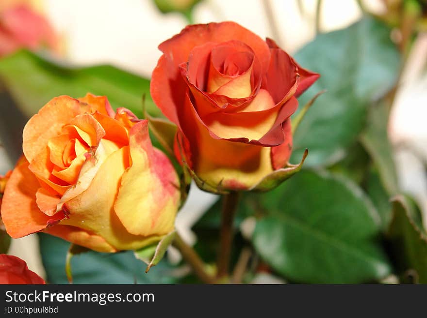 Beautiful red and yellow hybrid roses.