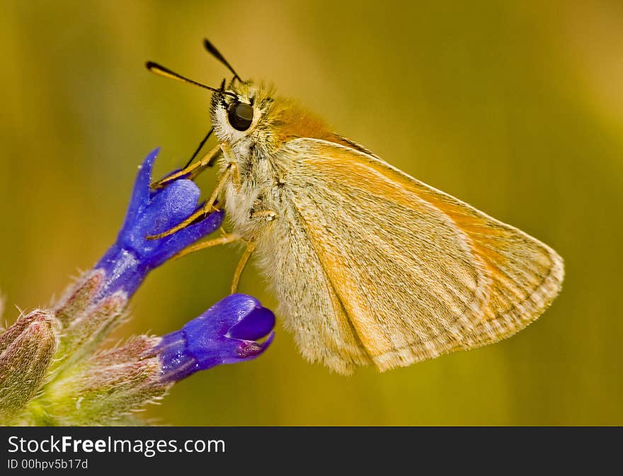 Close up on butterfly in the field