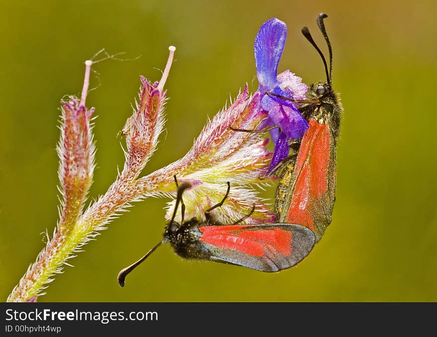 Two butterflies on a flower. Two butterflies on a flower