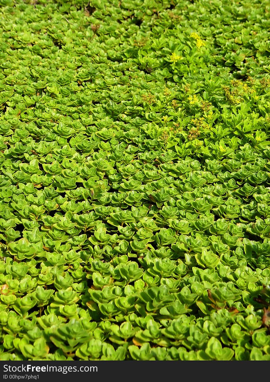 Green leaves in garden, background