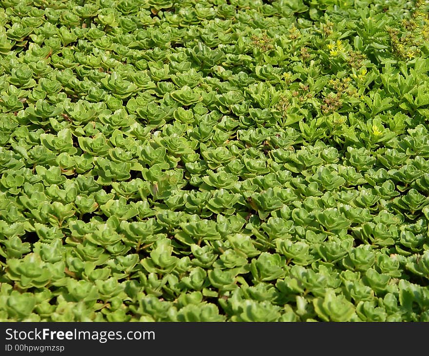 Green leaves in garden, background