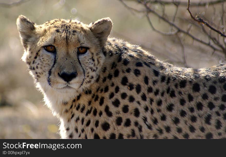 Male Cheetah, looking past the camera. The cheetah is a protected species here in South Africa. Male Cheetah, looking past the camera. The cheetah is a protected species here in South Africa.