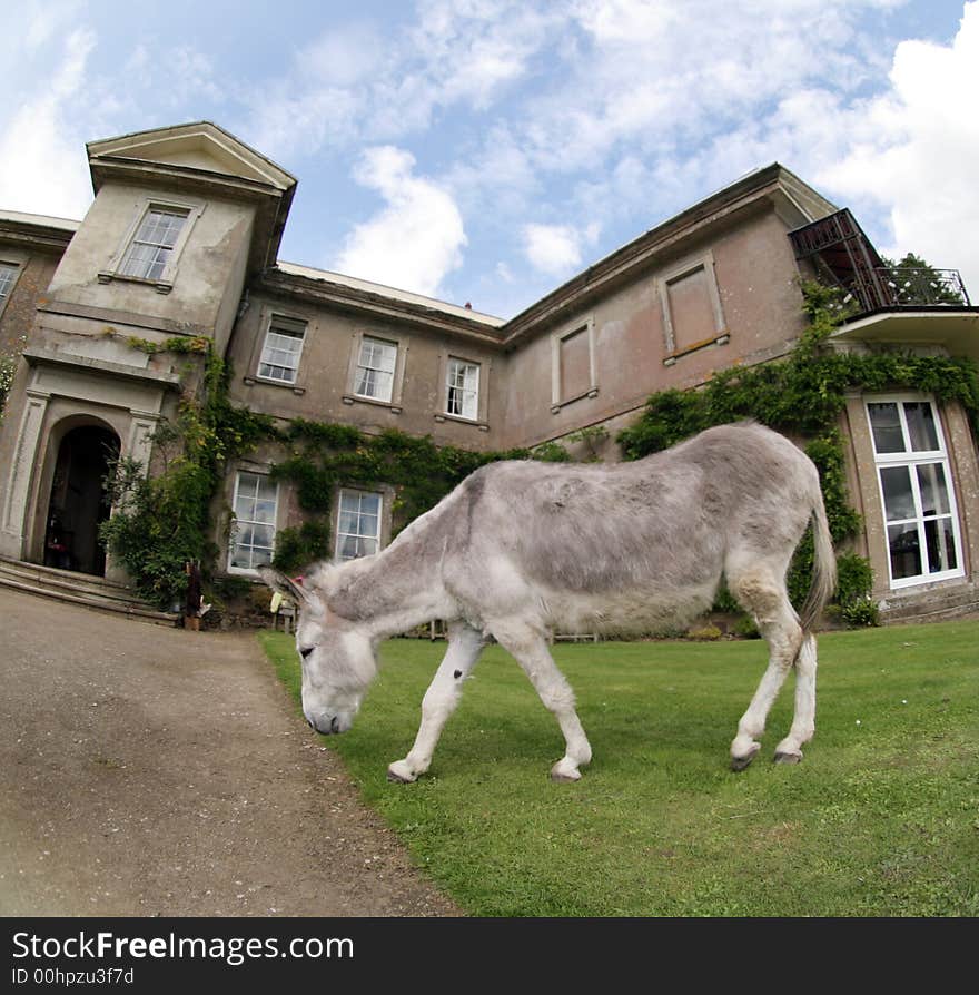 Donkey infront of a manor hosue with fisheye lens. Donkey infront of a manor hosue with fisheye lens