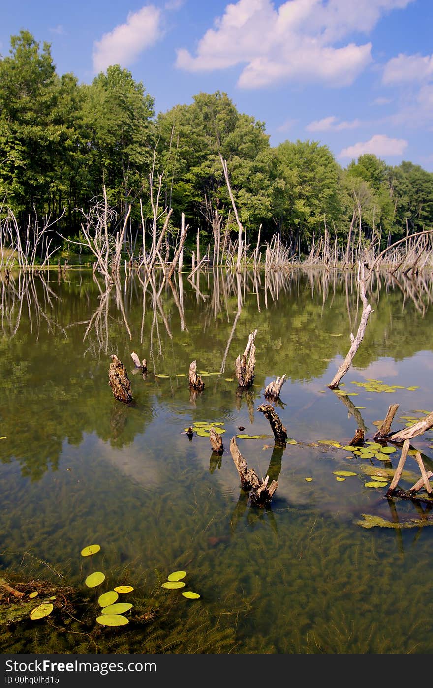 View of a beutioful lake. View of a beutioful lake