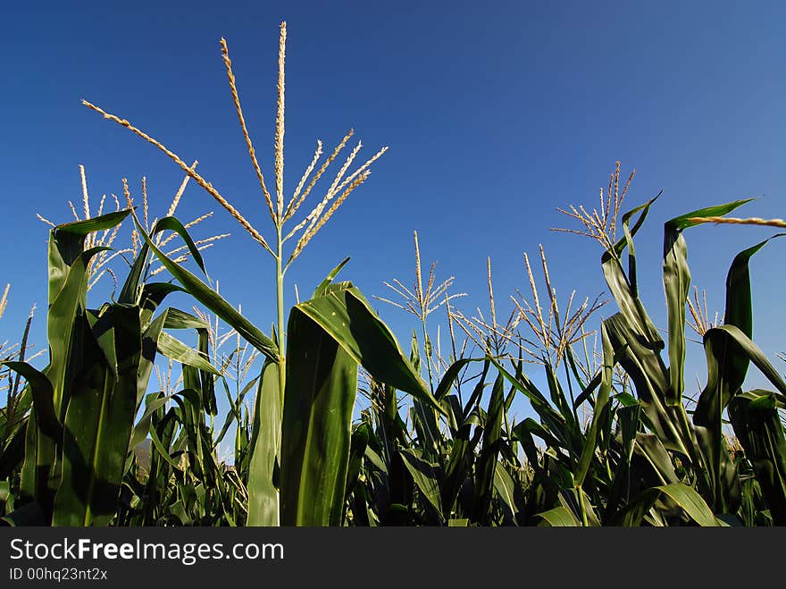 Corn plantation closeup against fabulous blue sky. Corn plantation closeup against fabulous blue sky