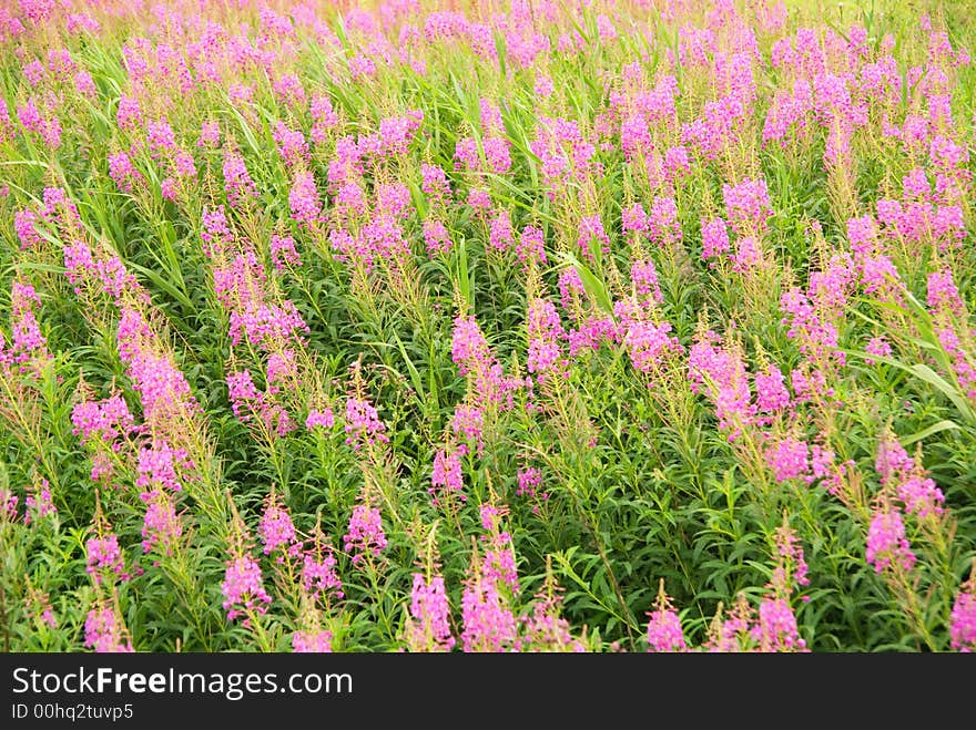 Beautiful Pink Flower Field