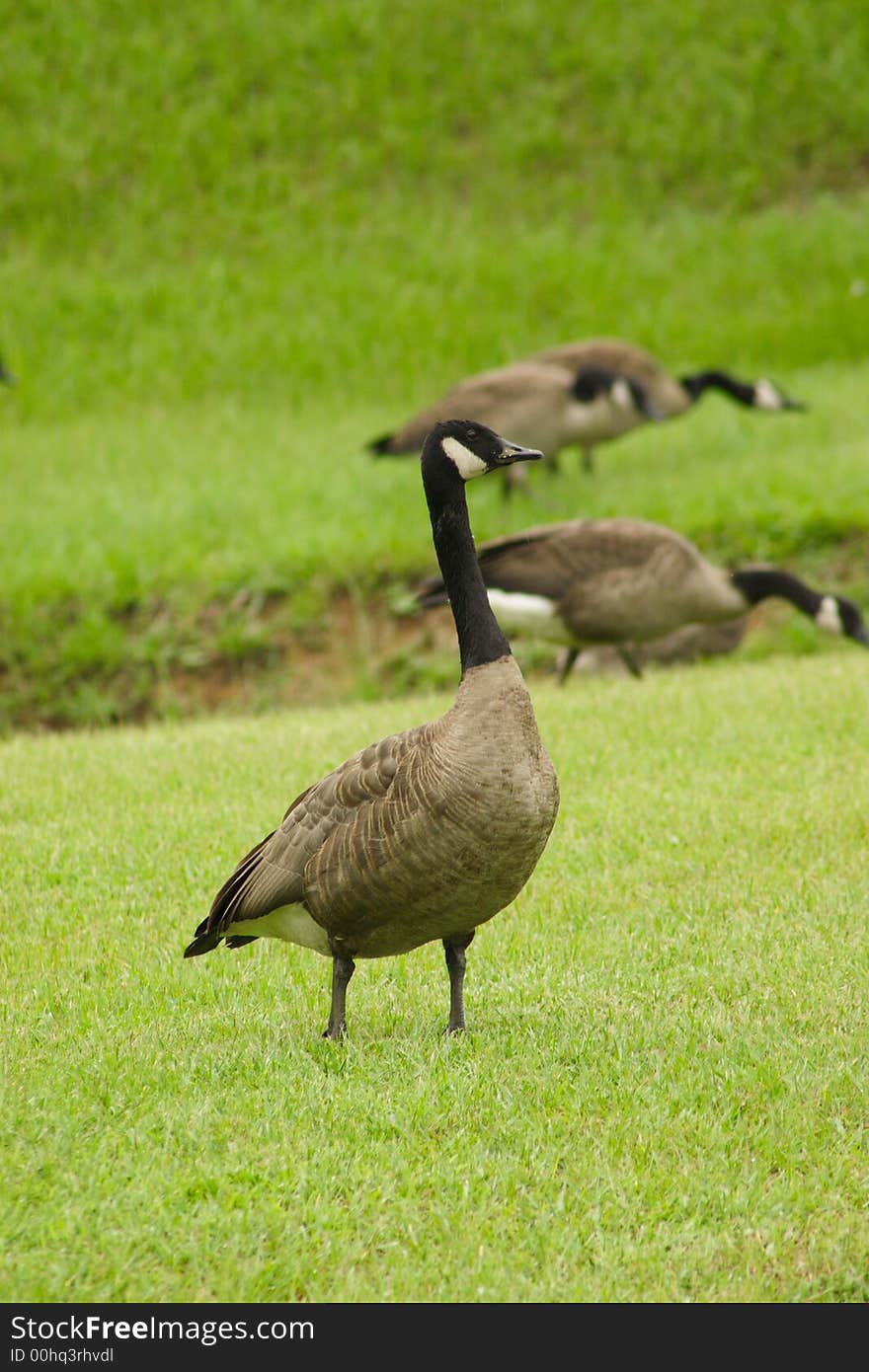 Canadian Goose