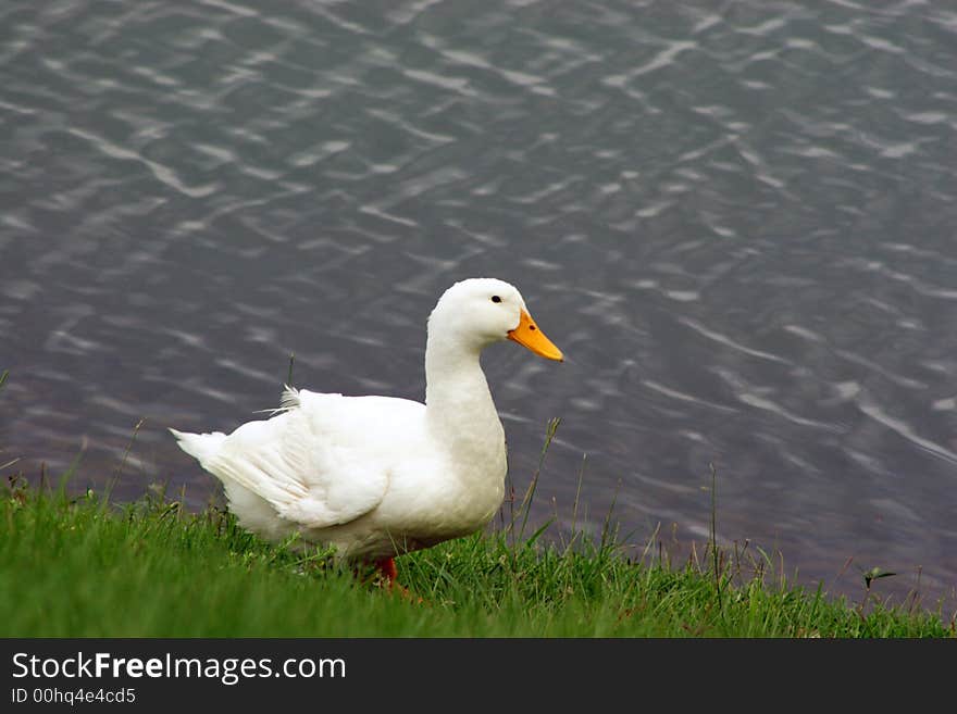 Duck at Water s Edge