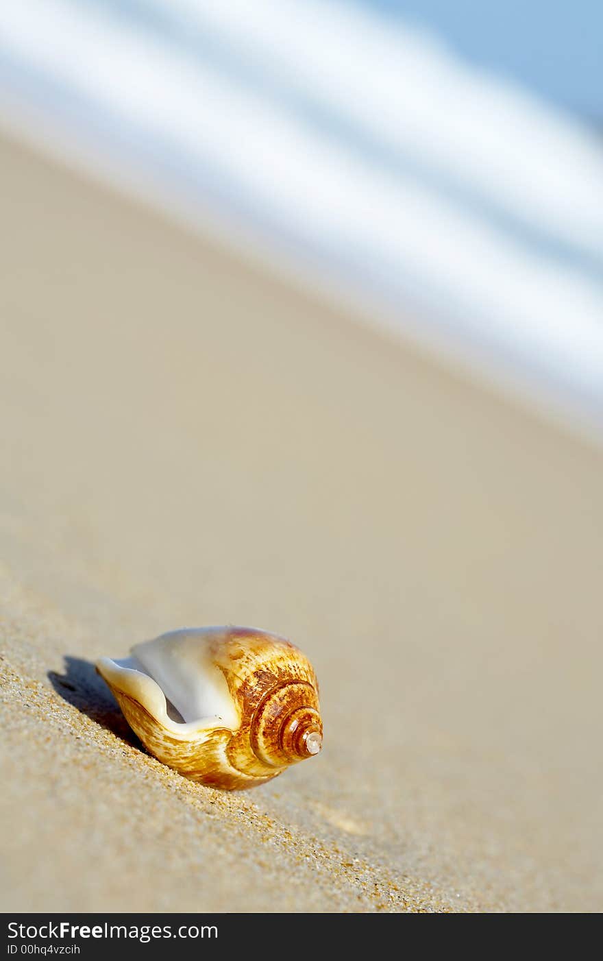 Sea Shell