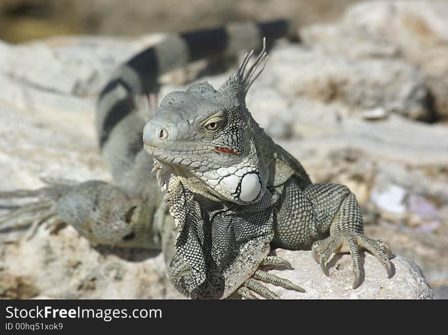 Iguana at the sea side