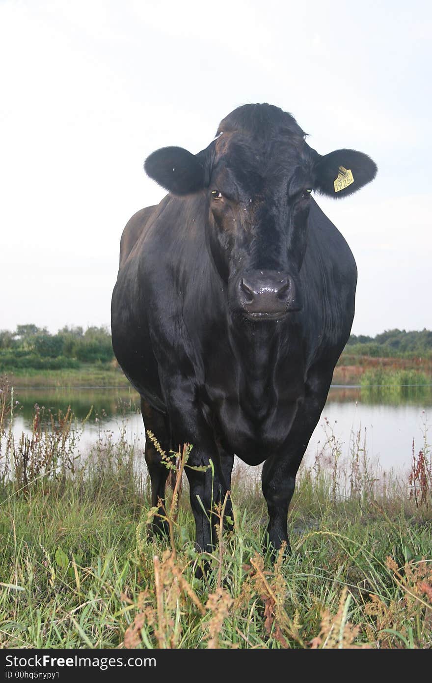 Cow gives giver her last look at the farmers who must send her away. Cow gives giver her last look at the farmers who must send her away