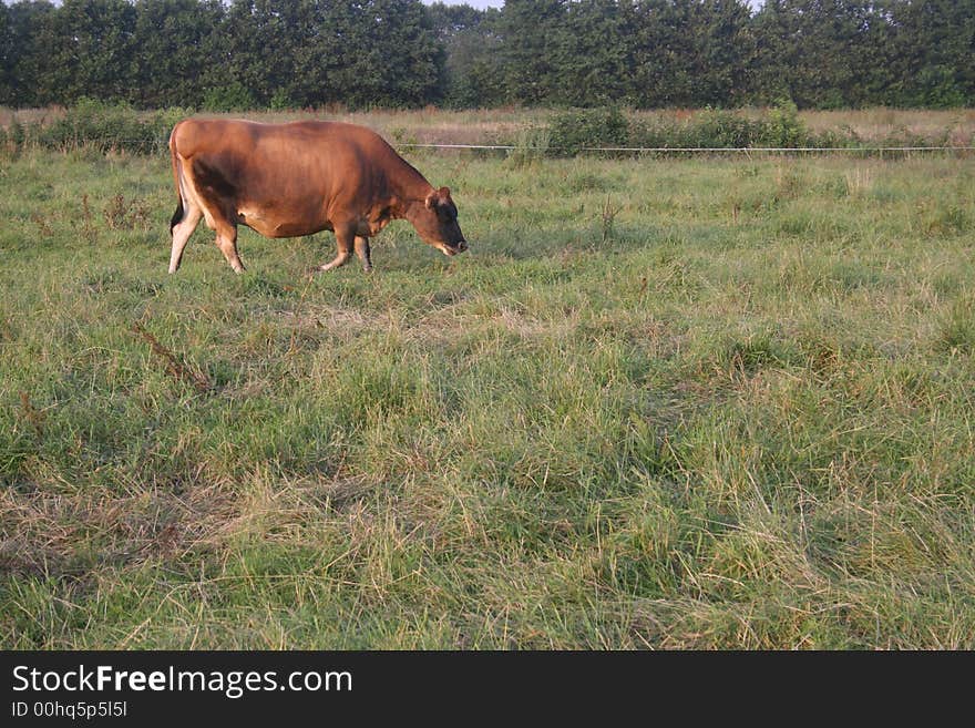 Jersey cow sniffs out a new piece of ground. Jersey cow sniffs out a new piece of ground