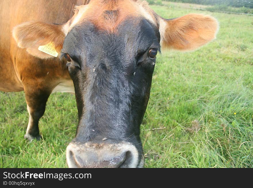 Jersey cow gets a good sniff and lick. Jersey cow gets a good sniff and lick