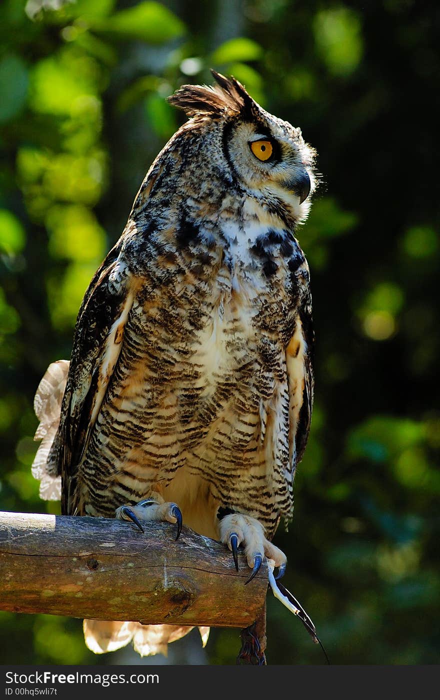 Eurasian Eagle Owl