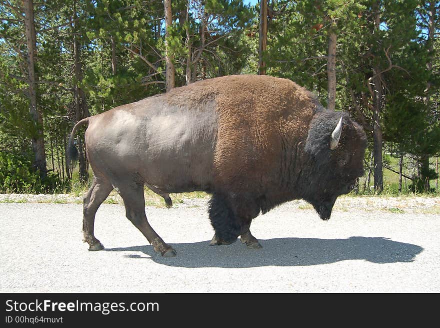 Close up of a Bison in Yellowstone park. Close up of a Bison in Yellowstone park