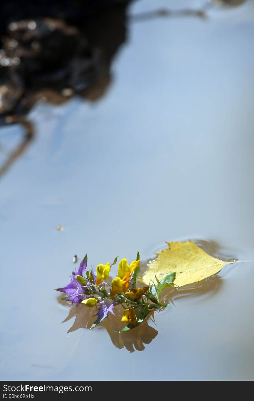 Pool with leaf and flower