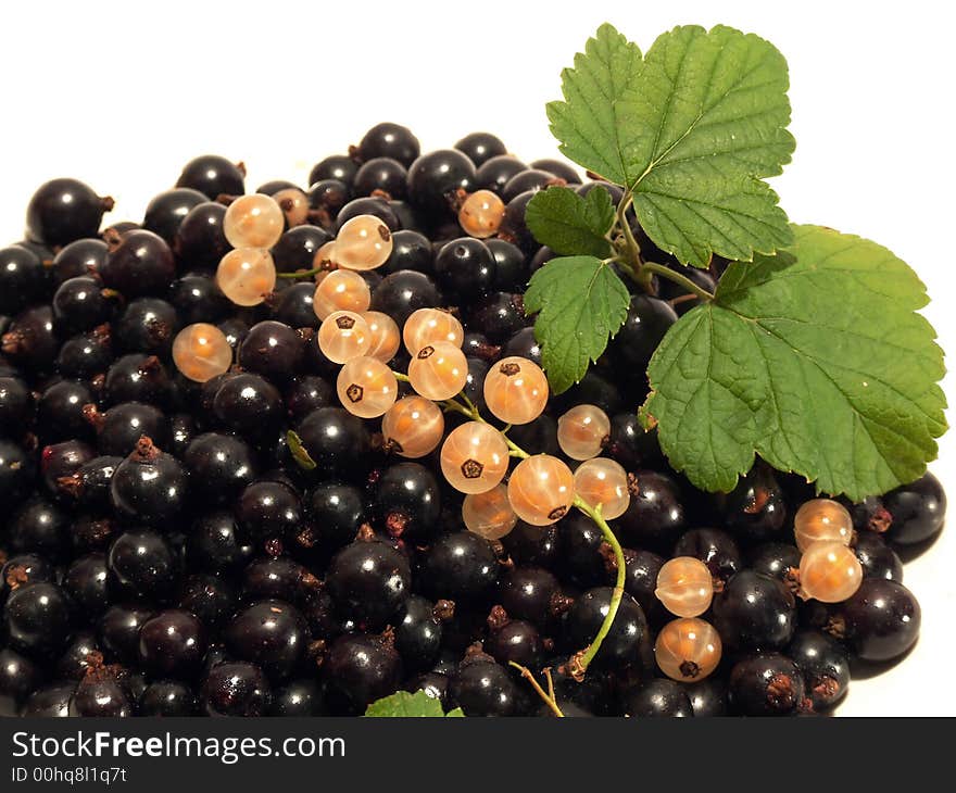 Black currant on the white background. Black currant on the white background