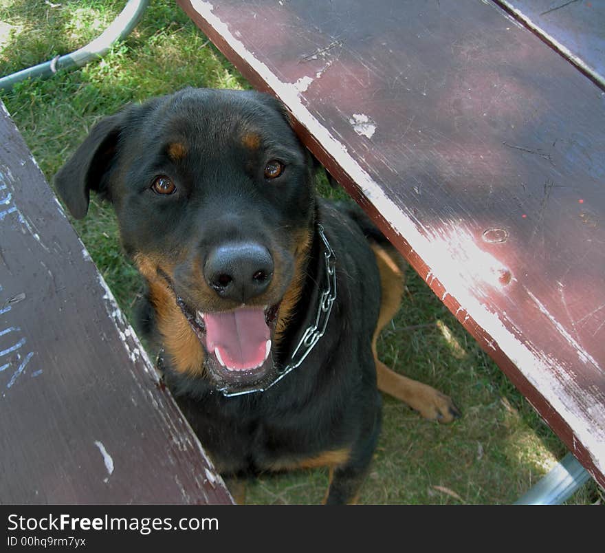 Rottweiler peeking head through boards of picnic table. Rottweiler peeking head through boards of picnic table