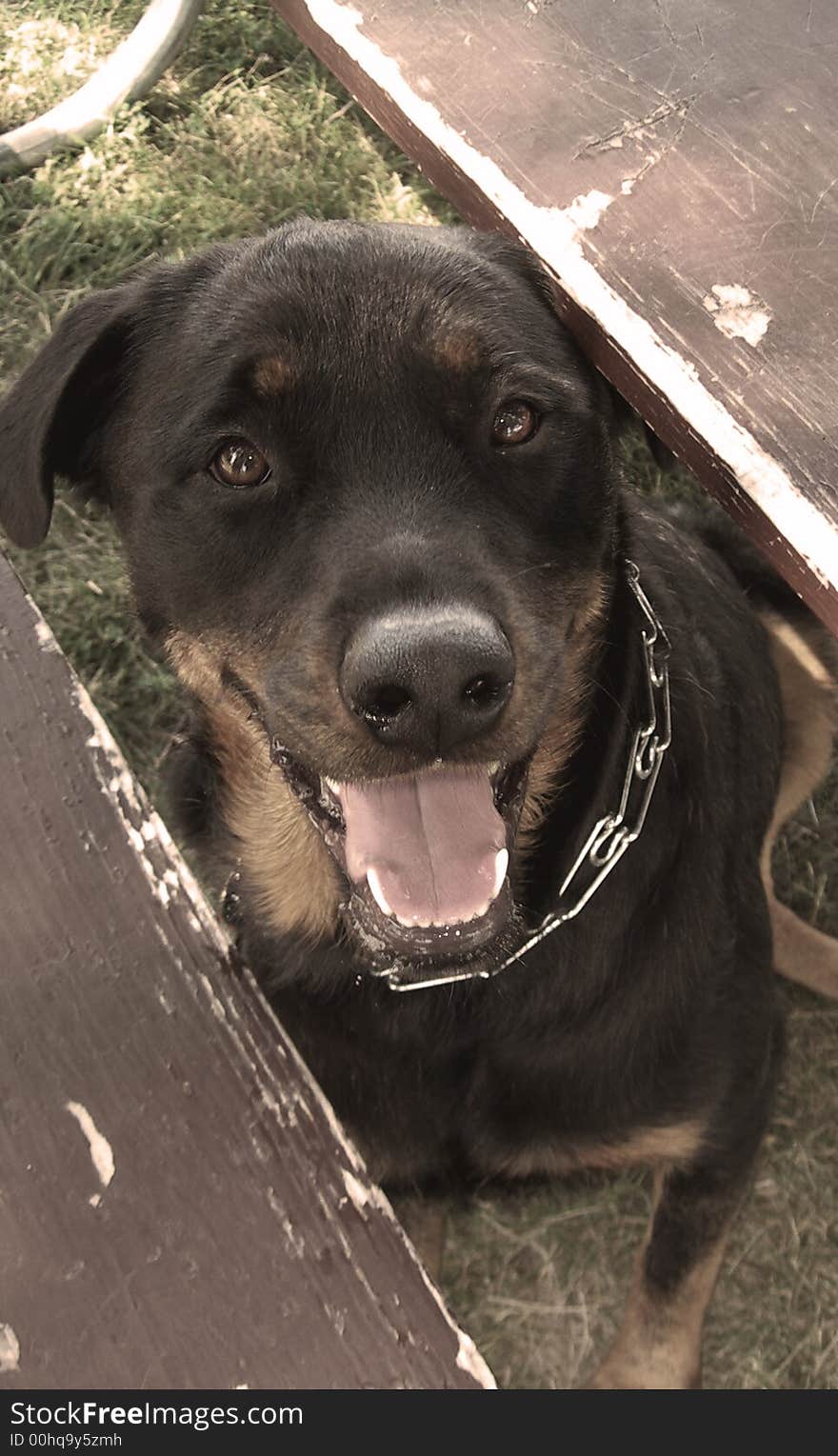 Rottweiler peeking head through boards of picnic table in black and white. Rottweiler peeking head through boards of picnic table in black and white