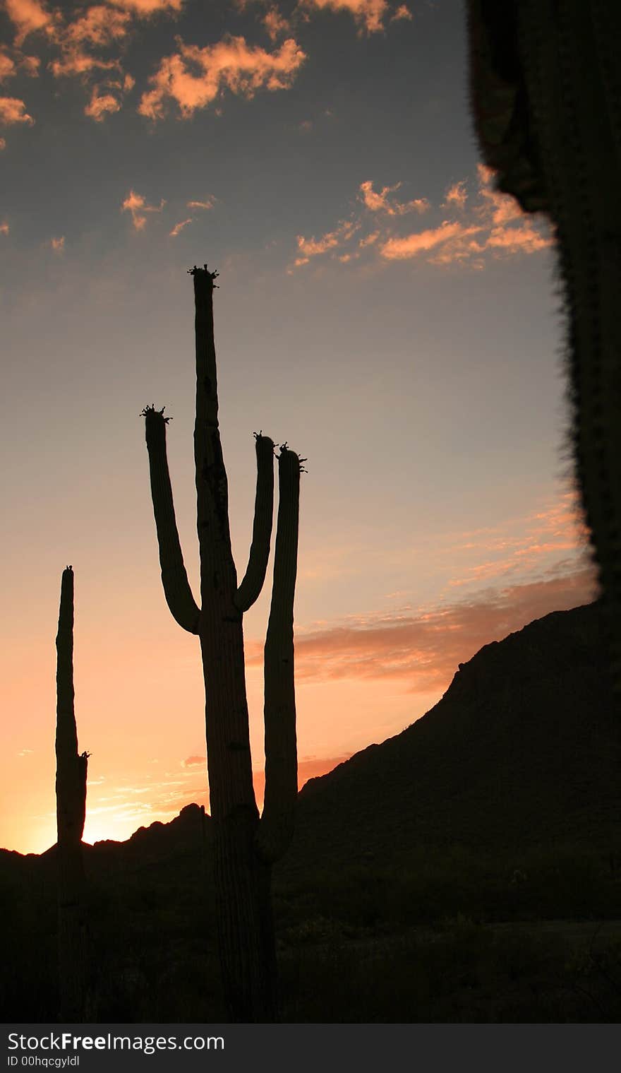 Saguaro Silhouette 1