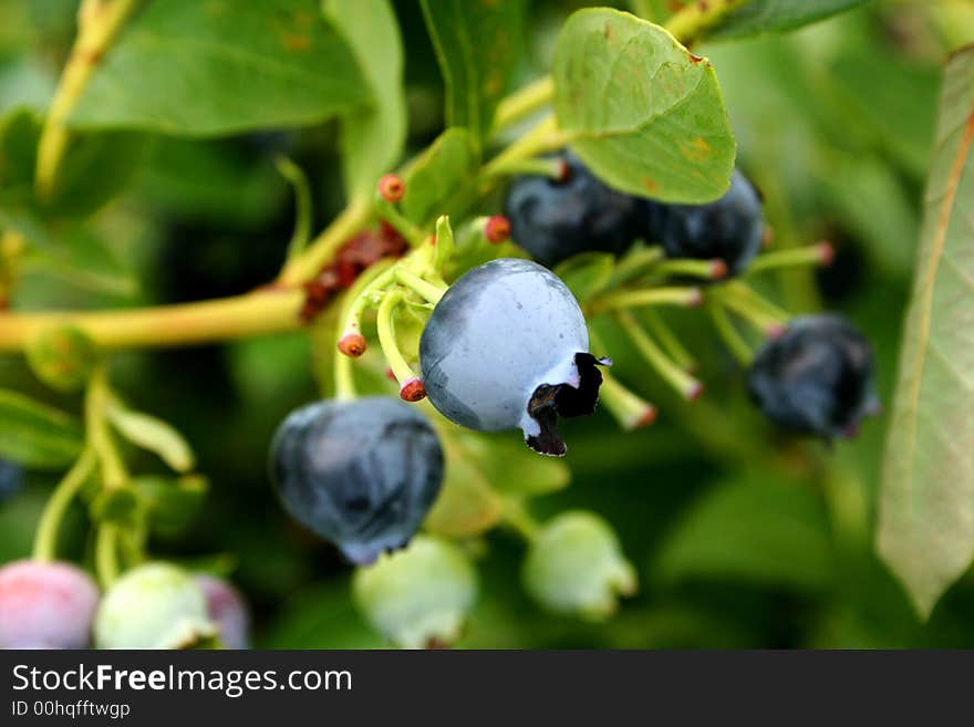 Blue Berries