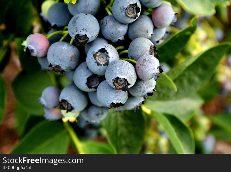 Blue Berries