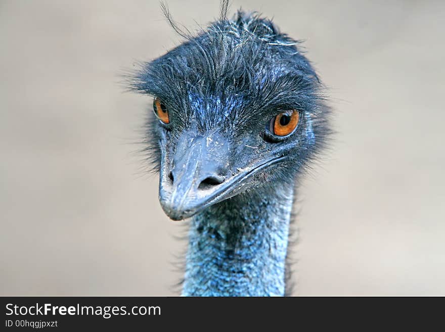 Close up of the head of an ostrich. Close up of the head of an ostrich