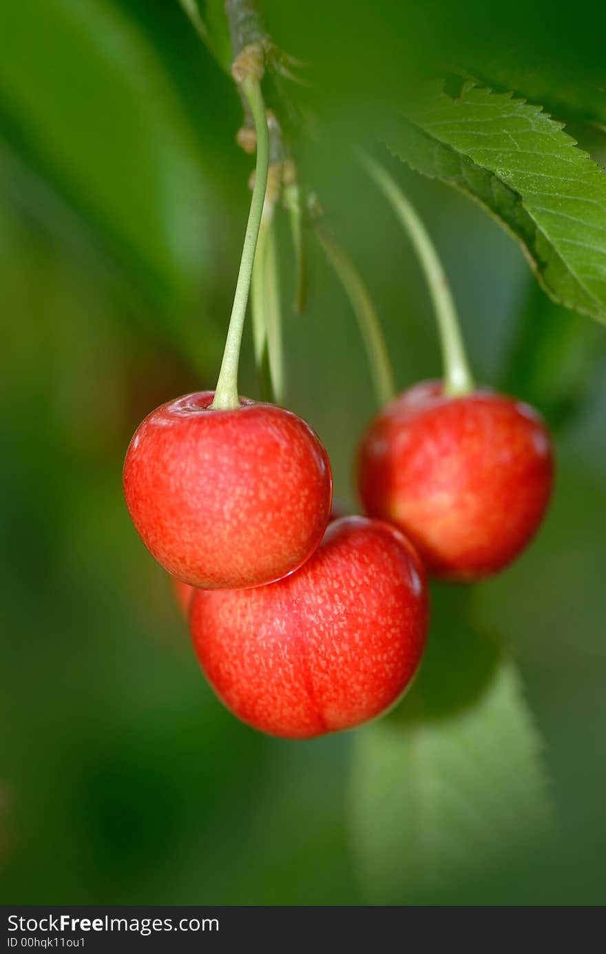 Three red cherries on  background  green leaves