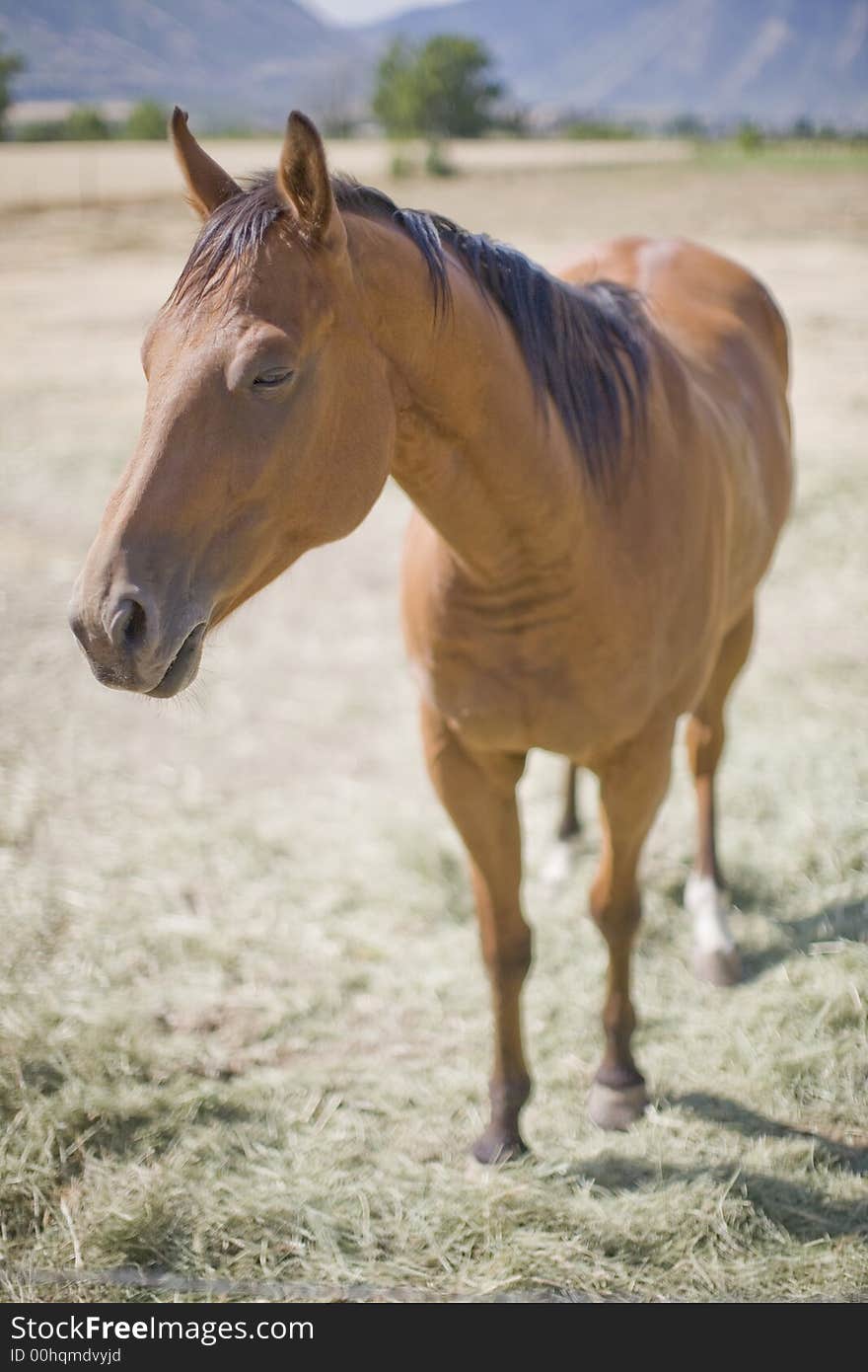 A full length view of a brown horse with black hair standing in a rural field