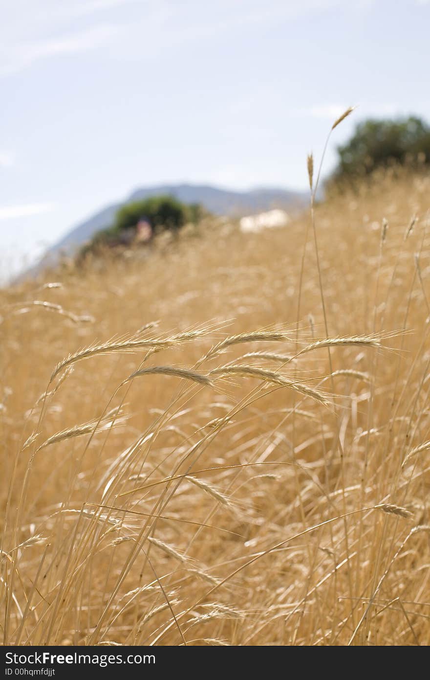 Close-up of wheat grains on the yellow wheat field with mountains in the back