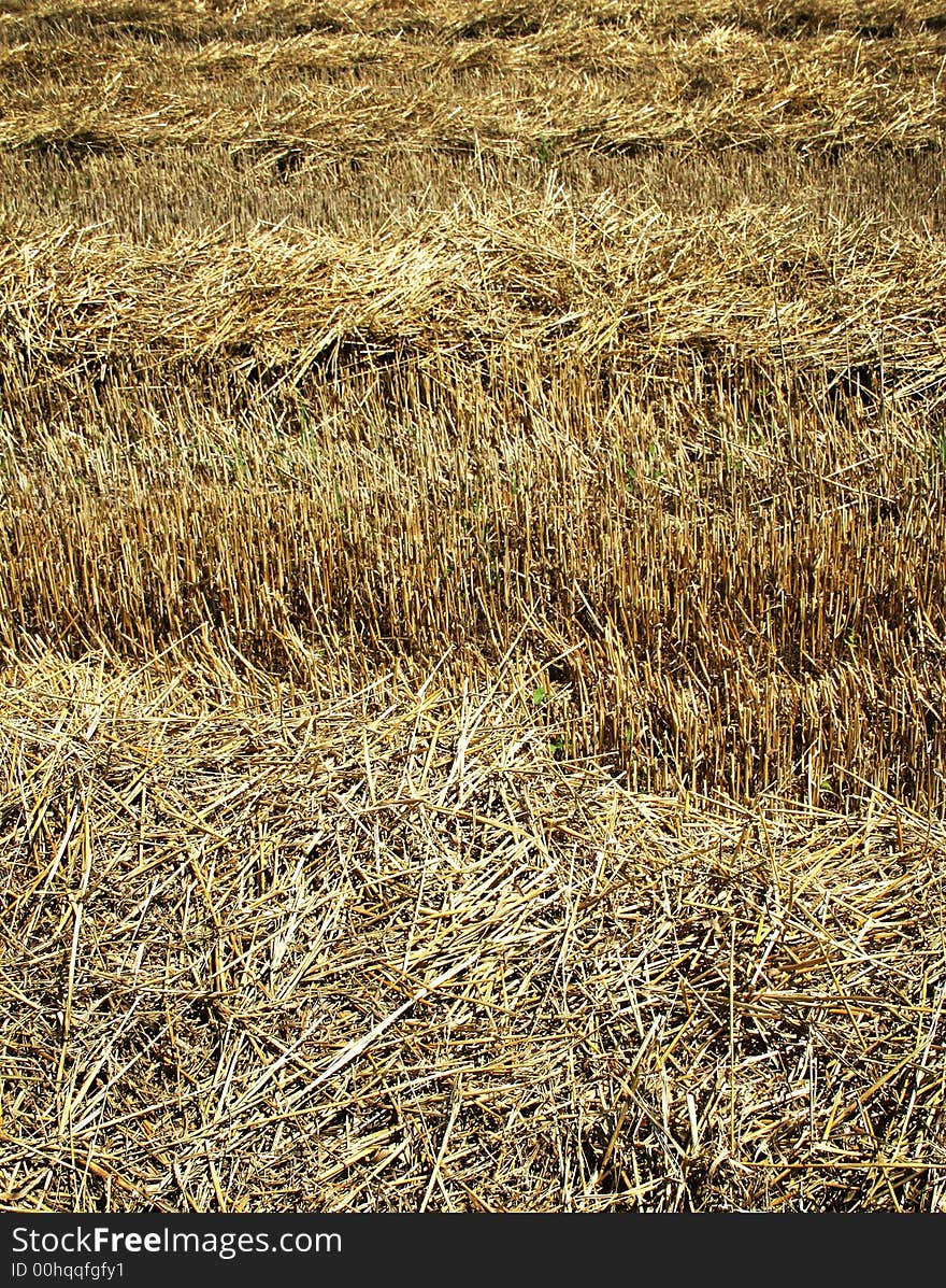 Wheat field after harvest