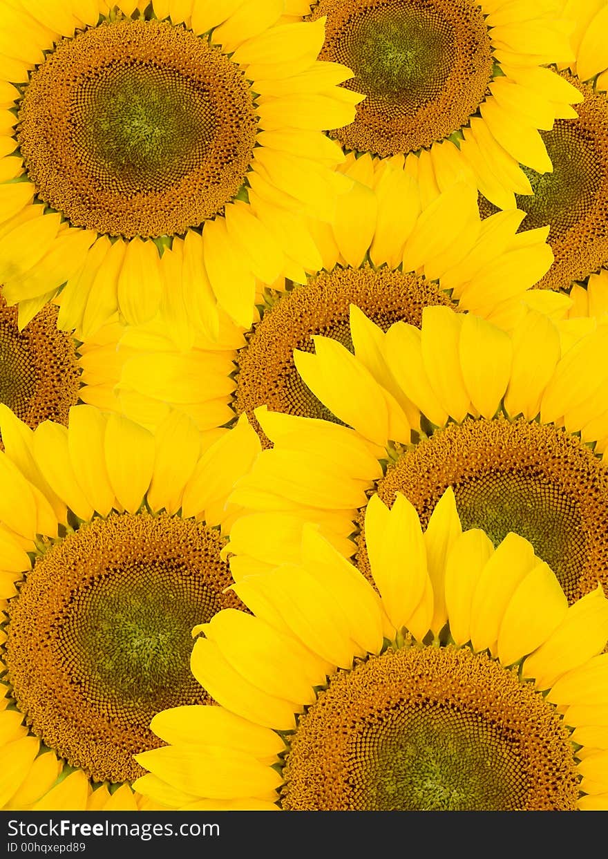 Nice yellow sunflower background texture