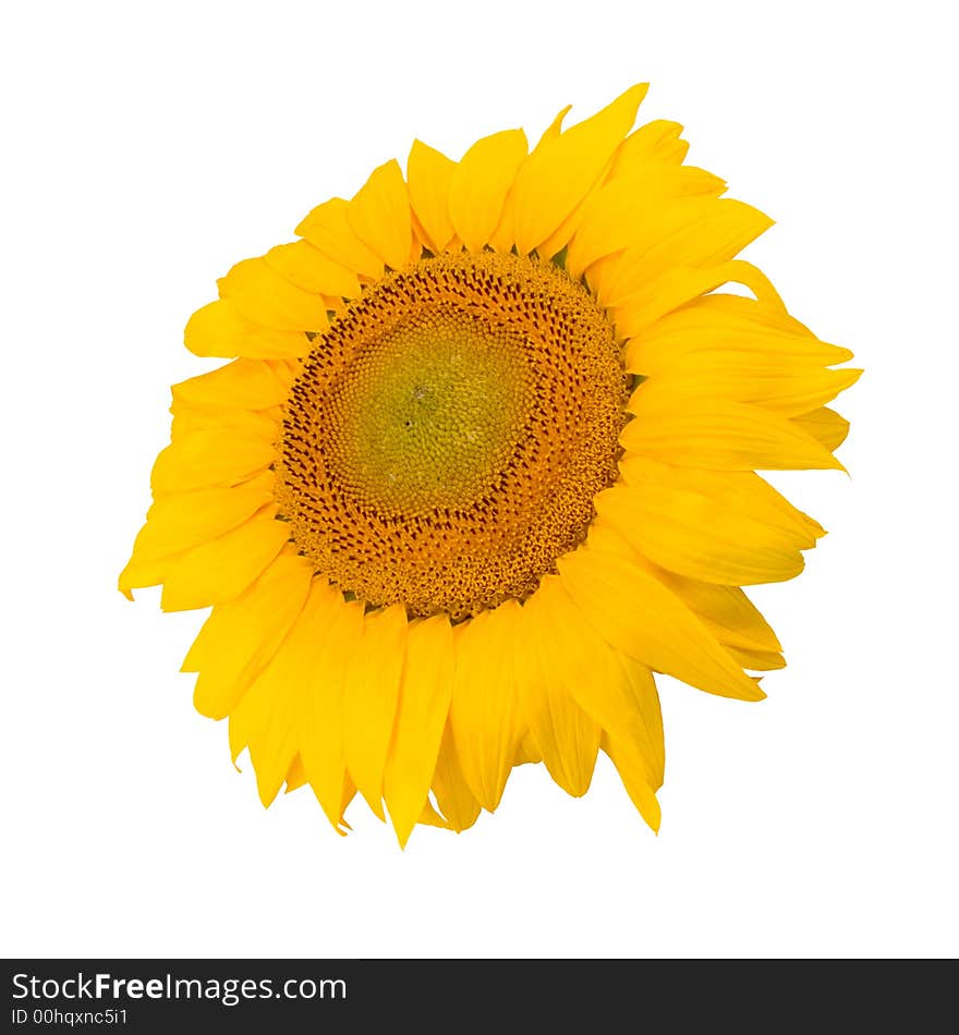 Sunflower isolated on white (3)