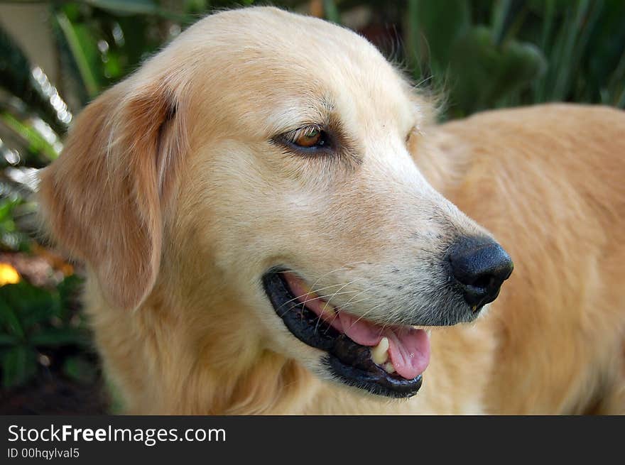 A golder retriever looking away. A golder retriever looking away