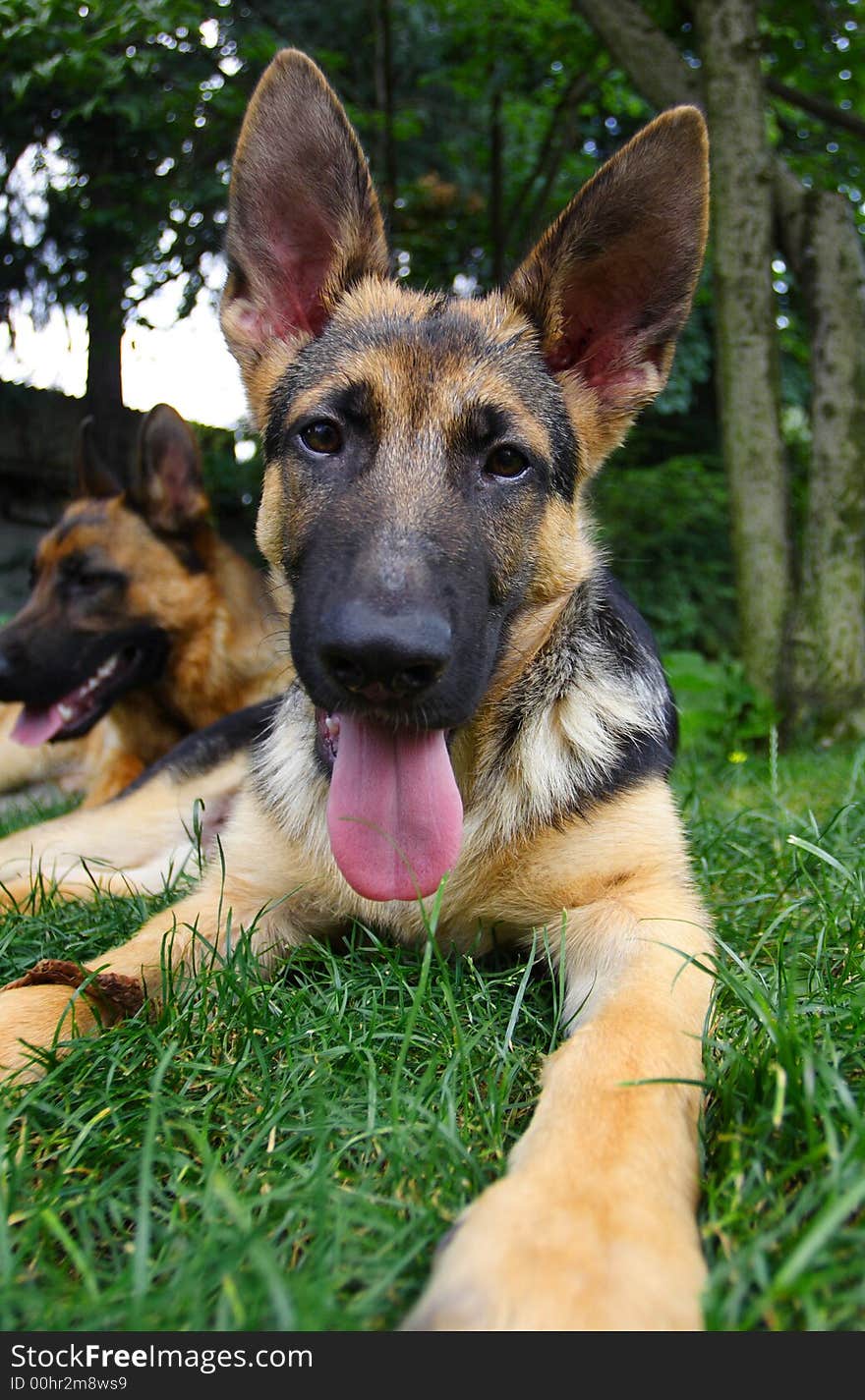 Portrait of german shepherd with background. Portrait of german shepherd with background