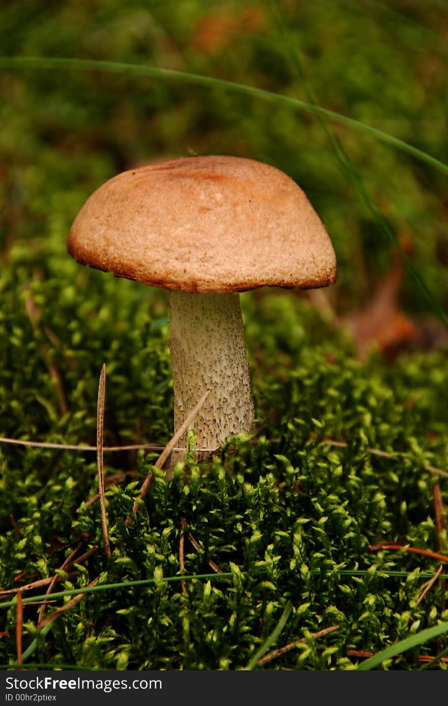 A mushroom in the forest. A mushroom in the forest