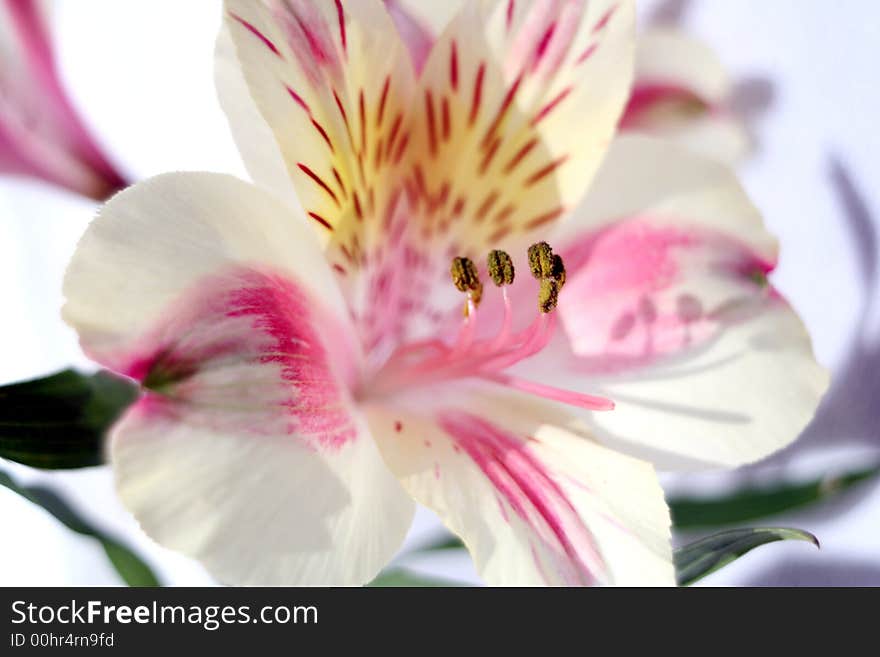 Flower At Sunshine In Morning