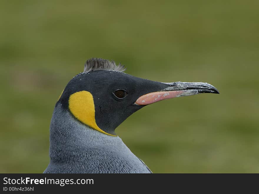 Young King Penguin in the South Georgia