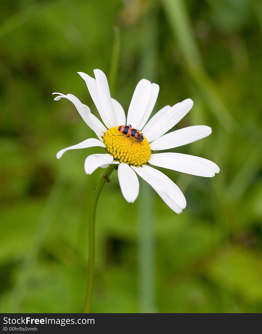 Daisy in the garden with a tiny bug on it