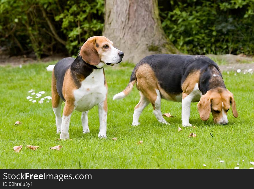 2 Beagles