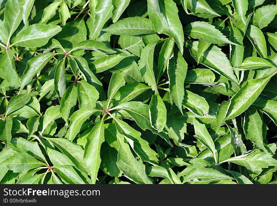 Green leaves close-up, texture, background